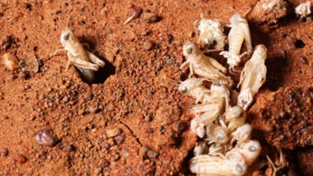 Outbreak ... the NSW government has said it has an ‘‘arsenal’’ on standby to tackle the locust attack.