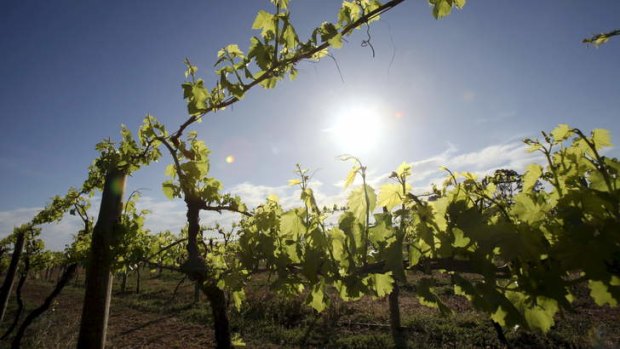 Fine vines. But d'Arenberg is struggling overseas because of the high dollar.