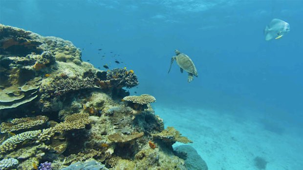 Great Barrier Reef.