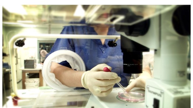 An embryologist sorts eggs at the Monash IVF clinic at Epworth Hospital.