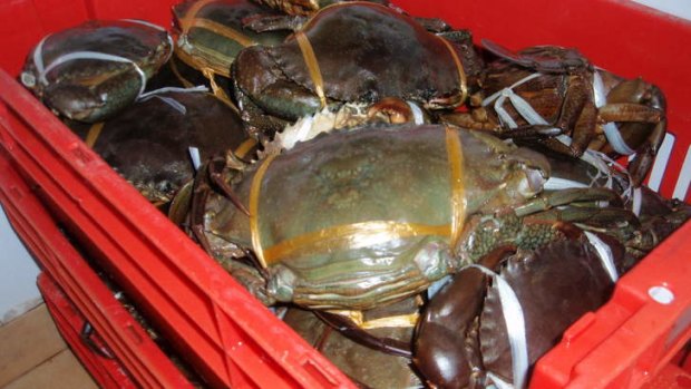 Crabs confiscated at a Darra restaurant.