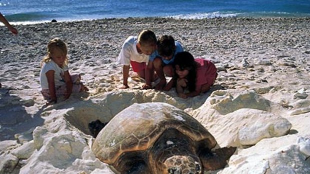 A turtle nests on a Queensland beach.