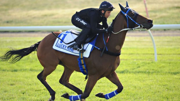 Doing it easy: Brett Prebble puts Hong Kong dasher Lucky Nine through his paces at Werribee on Sunday.