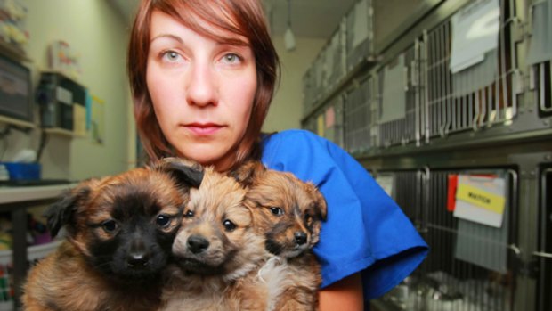 Belinda Russo, an animal management officer at Lort Smith Animal Hospital, holds three puppies she says were dumped by backyard breeders.
