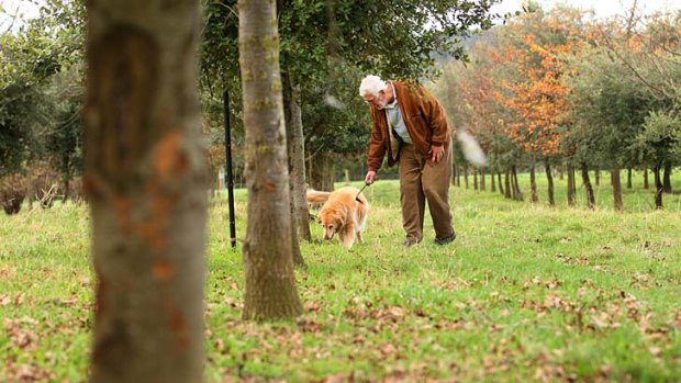 On the lookout ...  Graham Duell hunts for truffles among the roots of his trees in Gippsland, Victoria.