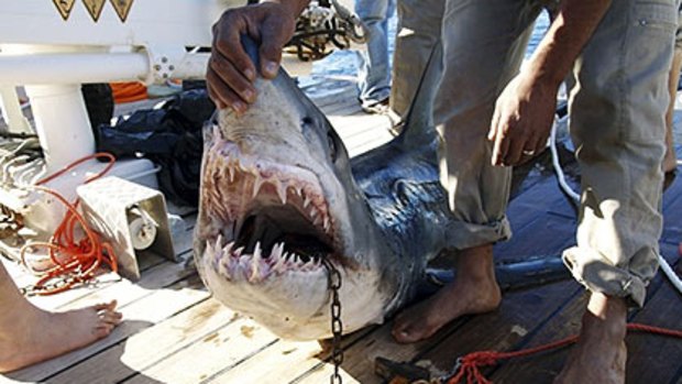 A shark originally identified as being behind the attacks in the Red Sea. Now, authorities are not so sure...
