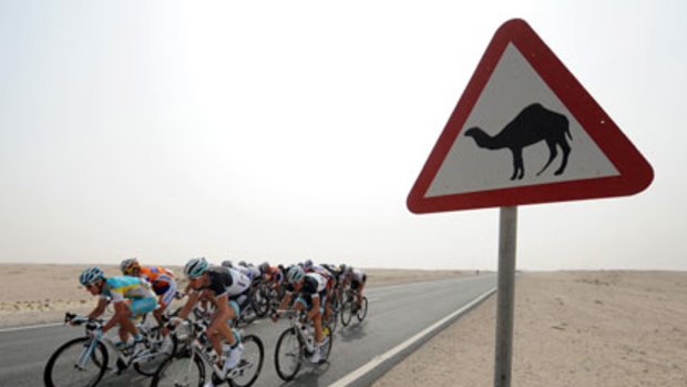 Speed humps ahead ... riders pass a camel crossing during the third stage of the Tour of Qatar.
