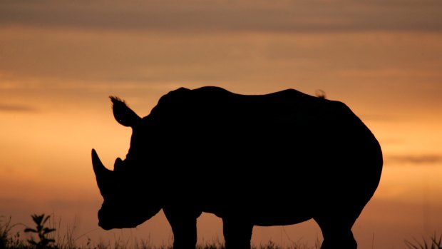 The tipping point – where the rhino kill rate exceeds the rhino birth rate – has long been reached.