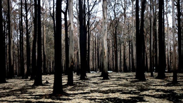 Kinglake, one month after the fires on Black Saturday.