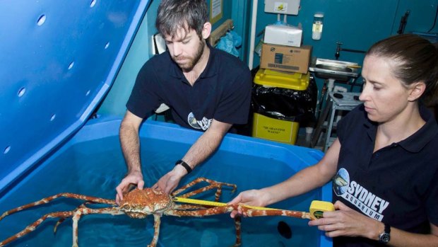 Claws ... Sydney Aquarium aquarists Martin Garwood and Bridie Killen measure Japanese spider crab Sake.