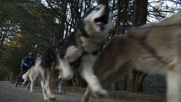 Dave Turner trains for the Dash in the Dark sled-dog race in Belanglo State Forest.