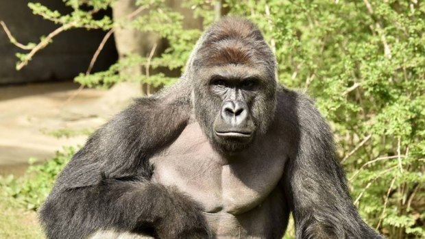 Harambe was shot after a young boy entered his enclosure at Cincinnati Zoo. 