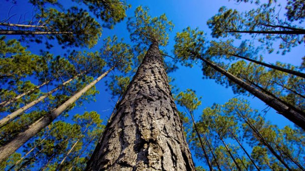 The by-products of forestry can provide a renewable energy source.