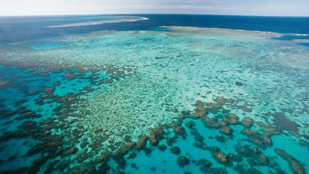 Agincourt Reef on the outskirts of the Great Barrier Reef.