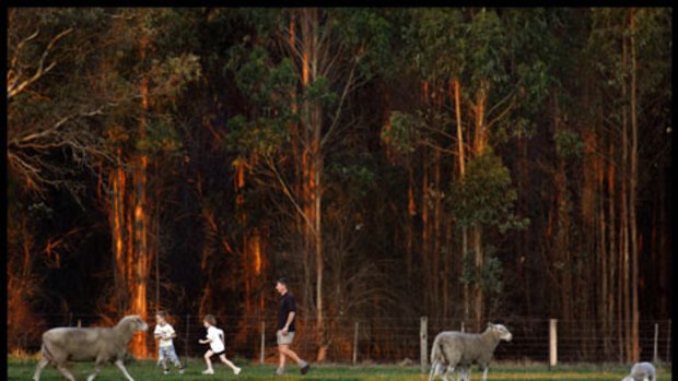 Timber plantations form a stark backdrop as Shane Foster plays with his children Thomas and Claire on his farm in Casterton.