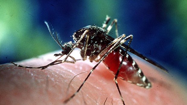 Dengue fever is spread by infected mosquitoes.