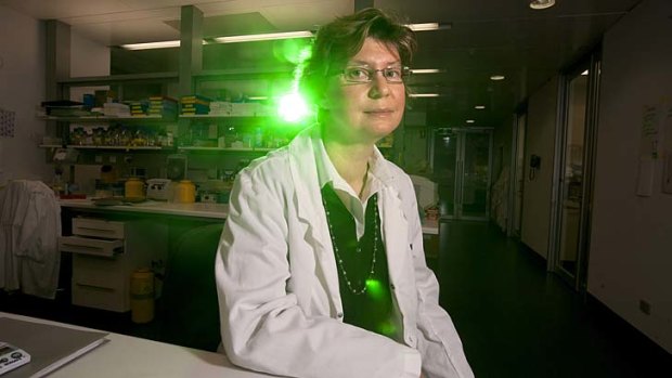 New hope ... the team at Walter and Eliza Hall Institute, which includes Professor Jane Visvader (pictured), have discovered the role women's hormones can play in the development of breast cancer.