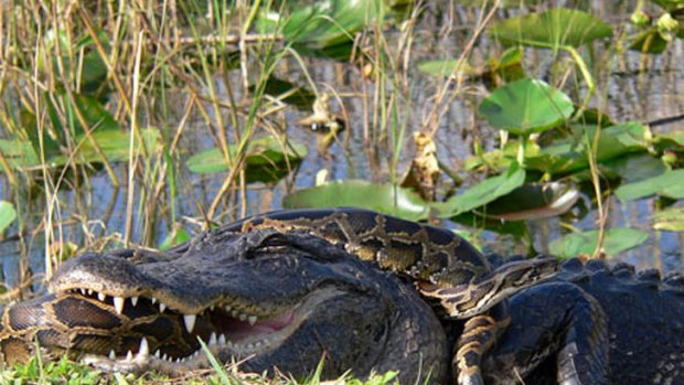 The snakes are literally fighting with alligators to sit atop the Floridian swamp’s food chain.