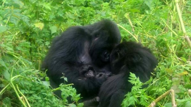 Family ties ... Rwanda's gorillas remind us of our humanity.