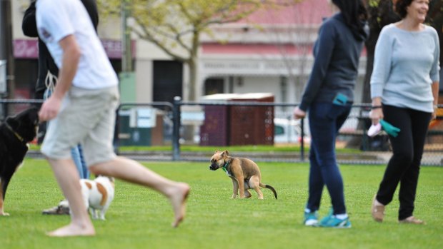Owners are failing to pick up after their dogs at Citizens Park in Richmond.