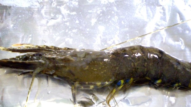 Green prawns infected with white spot disease.
