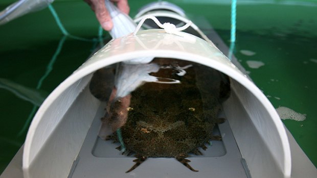 A wobbegong shark became trapped in the Binningup desalination on Monday. (File photo)