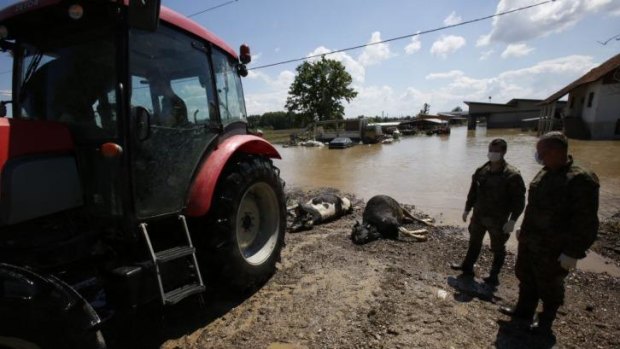 A Bosnian worker and members of the Bosnian military prepare to take away dead cows from a farm near the Bosnian town of Bosanski Samac along river Sava.