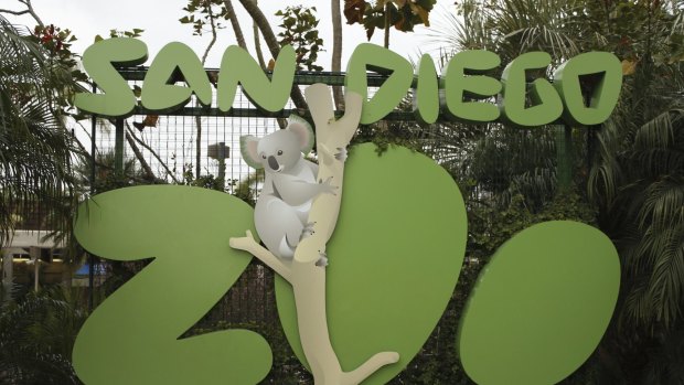 San Diego Zoo has the largest koala-breeding colony outside Australia.