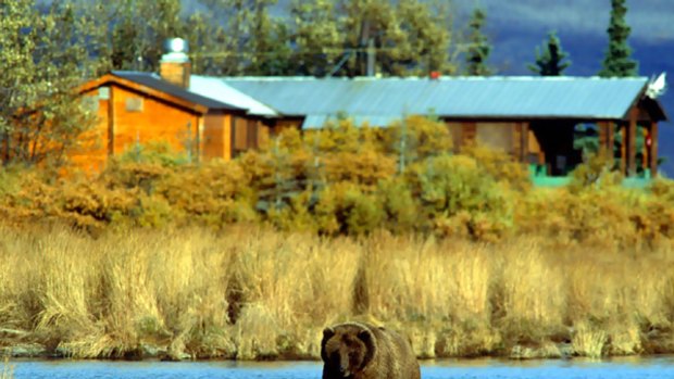 Creature comforts ... Brooks Lodge in Katmai National Park, where Timothy Treadwell lived and died among bears.