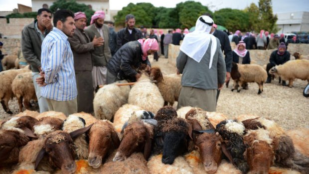 Respite ... Syrian men inspect sheep at a market outside Aleppo as they prepape to celebrate  Eid al-Adha.