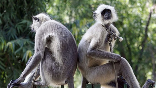 Two langur monkeys on patrol in Delhi ahead of the opening of the Commonwealth Games.