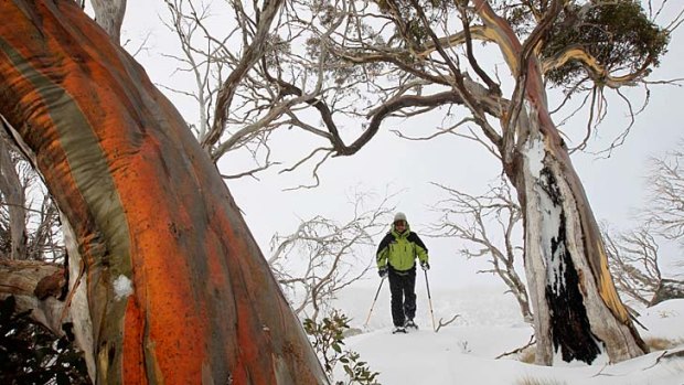 Snow going ... Perisher's less-beaten tracks.