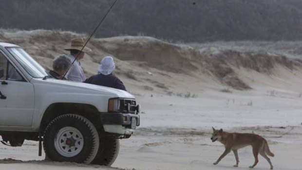 People in a four-wheel-drive (not any of those mentioned in the story) watch a dingo on Fraser Island.