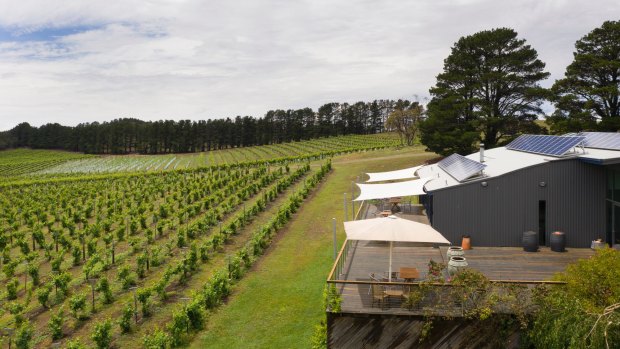 Vines at Lark Hill winery. Photo: Sitthixay Ditthavong