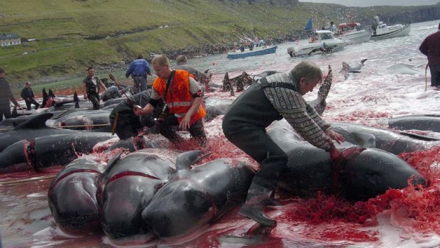 Inhabitants of Faroe Islands catch and slaughter pilot whales  near Sandur on Sandoy island on June 5, 2012.