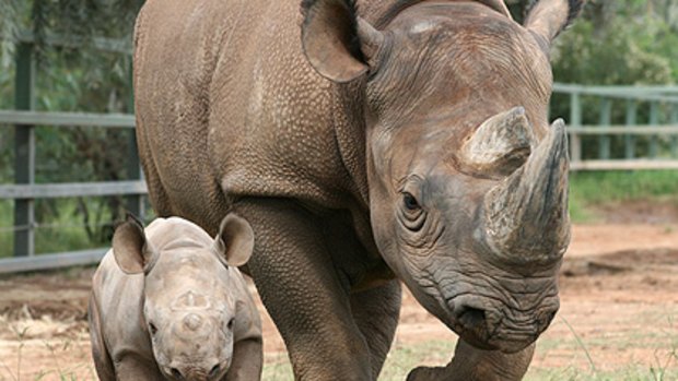 Save the rhinos ... Swiss-born philanthropist Nicolaus 'Nicky' Hahn is on a conservation mission.