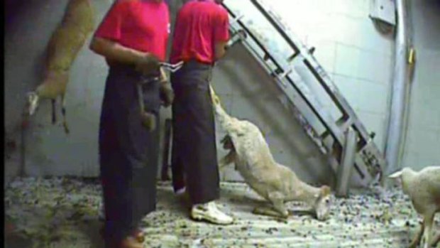 Fresh outcry as more abattoir cruelty exposed