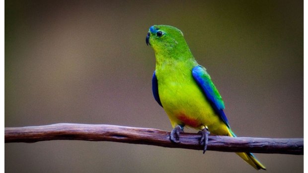 Critically endangered: Orange-bellied parrots live in the wetland where the marina could be built. 