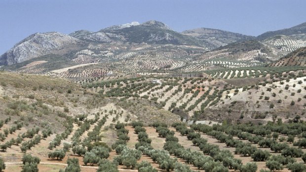 Olive groves in Sierra Nevada, Spain.