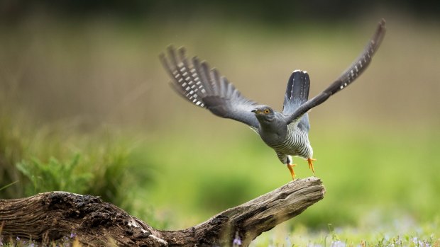 The scientists have linked egg shapes to birds' flight behaviour.