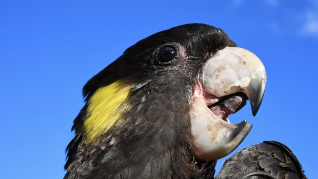 A yellow-tailed black cockatoo in Sydney's Centennial Park.