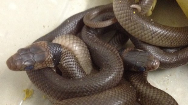 The eastern brown snakes which hatched in the Tupperware container. Photo: Trish Prendergast