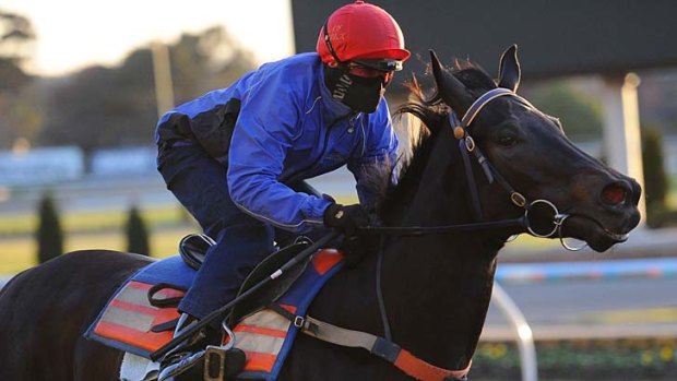 Racing return: Craig Williams riding Commanding Jewel during a trackwork session.