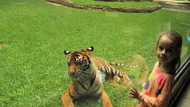 Ella gets up close with Singha at Australia Zoo.