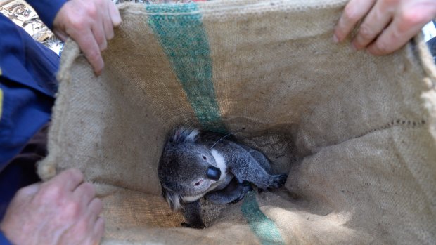 The male koala caught in Somers on Thursday was weighed, measured and given a GPS collar to wear before being released.