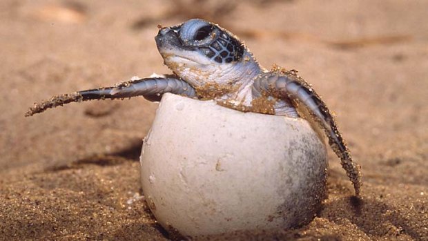 Out of her shell: Rising temperatures mean more female turtles.