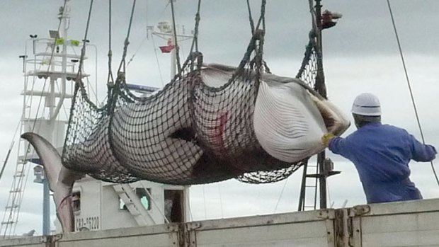 A minke whale is unloaded at a port on the island of Hokkaido.