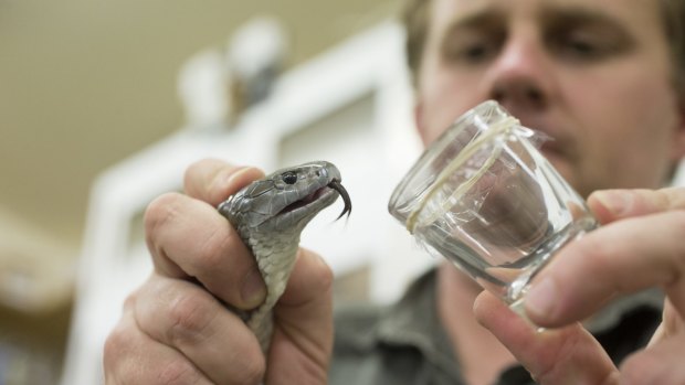 Billy Collett, venom program supervisor at the Australian Reptile Park, milks venom from a tiger snake.