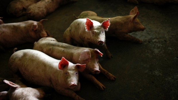 Pigs at a farm in Jiaxing, Zhejiang Province, China. 