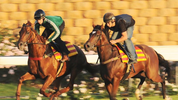 Turffontein (left) works at the Valley yesterday, with connections hoping for rain before Saturday's Reid Stakes.